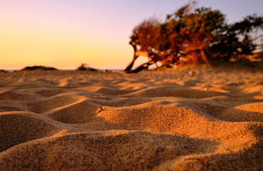 Juniperus in Dune di Piscinas, Sardinian Desert, Arbus, Italy