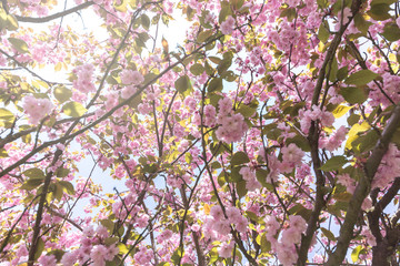 Japanische Kirschblüte in der Frühlingszeit
