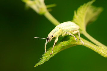 weevil on plant