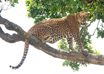 leopard in a tree © Jasper Lodge Photos