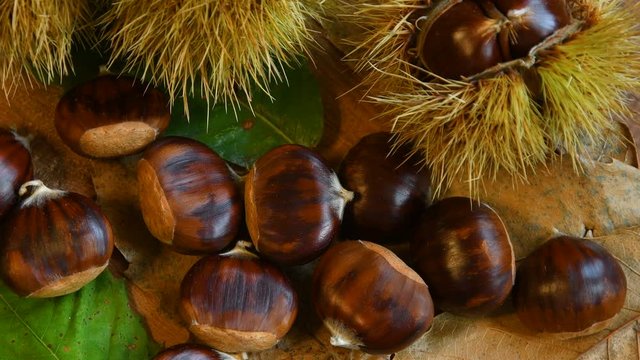 sweet chestnuts with curly on green chestnut tree leaves, wheel on wood. Typical autumnal fresh fruit rotates on wooden background, close-up of forest crop.