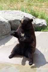 Bear