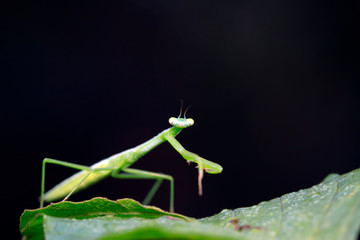 Mantis larvae on plant