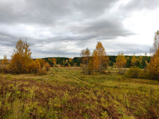 Fototapeta na wymiar Autumn forest. Birch trees with yellow leaves, green pine trees and wilting grass.