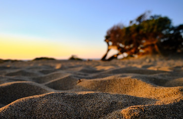 Juniperus in Dune di Piscinas, Sardinian Desert, Arbus, Italy