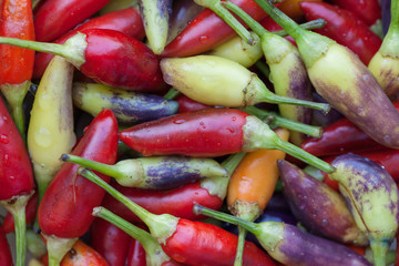 Multicolored hot chili peppers