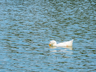 White duck swimming in blue rippling water
