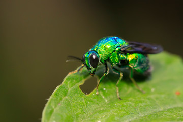 Chrysis shanghaiensis on green leaves