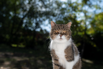 portrait of a curious tabby white british shorthair cat looking at camera outdoors on a summer day in sunlight