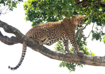 leopard in a tree