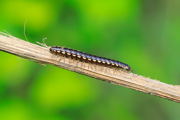 Coarse straight diplopod on plant