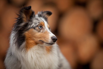 Sheltie vor Holzstapel