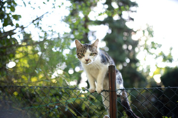 cat fence