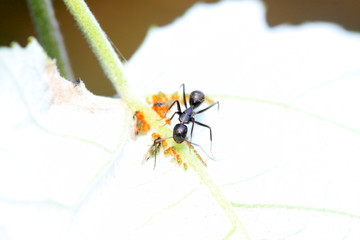 Camponotus japonicus on plant