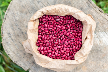 Fresh harvest of pink beans in a bag lies on a tree stump, organic vegetables from the garden