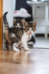 Kittens playing