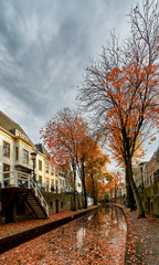 Trees with orange fall colours on nieuwegracht canal in historic city center of Utrecht, the Netherlands              