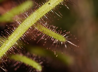 rosiczka- roślina owadożerna