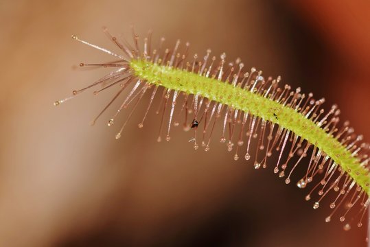 rosiczka- roślina owadożerna
