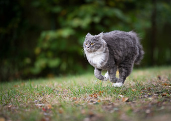 Naklejka na ściany i meble blue tabby maine coon cat with white paws on the prowl running on grass outdoors in nature looking ahead