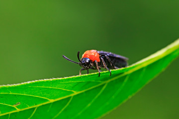 Fototapeta premium sawfly on plant