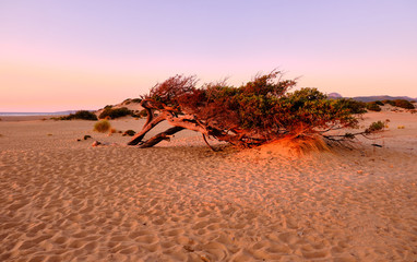 Juniperus in Dune di Piscinas, Sardinian Desert, Arbus, Italy