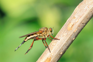 Cophinopoda chinensis