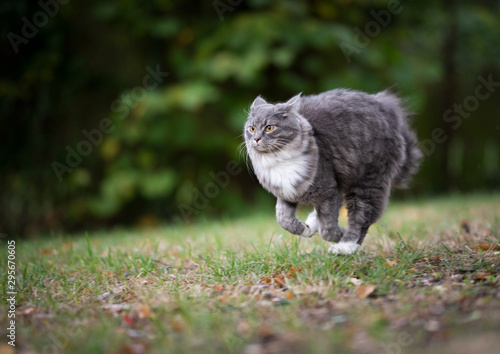 Fototapete Blue Tabby Maine Coon Cat With White Paws On The Prowl Running On Grass Outdoors In Nature Looking Ahead Furryfritz