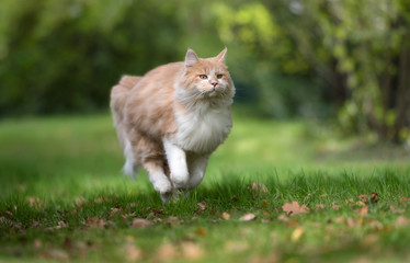 Naklejka na ściany i meble cream tabby ginger maine coon cat running on grass with autumn leaves outdoors in nature looking ahead