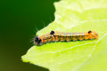 caterpillar on green leaf