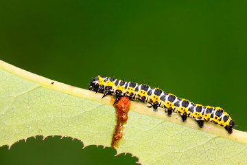 Cucullia fraterna on green leaf