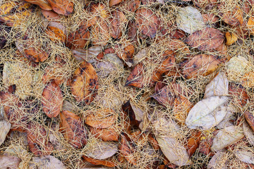 Red and orange autumn leaves background. Outdoor. Colorful backround image of fallen autumn leaves perfect for seasonal use. Space for text.