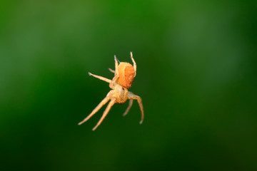crab spider on plant