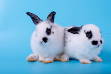 Couple of little black and white bunny rabbit with different actions on blue background.