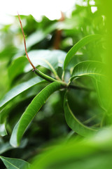 Fototapeta na wymiar Green mango leaves on tree in fruit garden, Natural leaves background