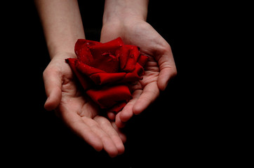 offering a red rose
