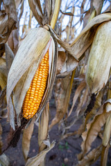 Field corn ready for harvest in October