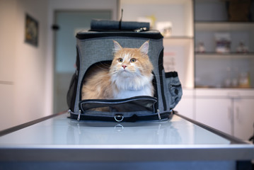 cream tabby ginger maine coon cat looking out of pet carrier backpack at the veterinarian