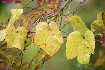 autumn leaves on tree, Poland