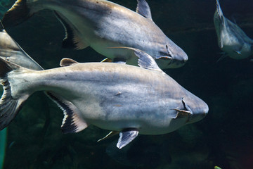 School of shark catfish (Pangasianodon gigas) in their habitat
