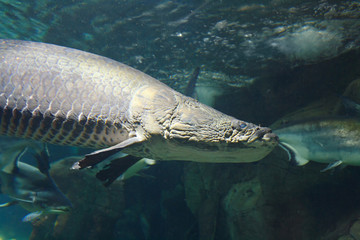 Head of big Arapaima (Arapaima gigas), also known as the pirarucu in dark water close up