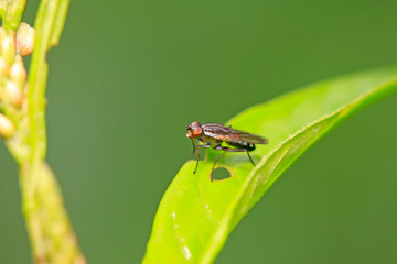 muscidae insects on plant