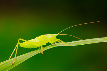 longhorned grasshoppers