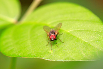 Naklejka premium Tachinidae on plant
