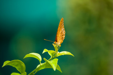 Butterfly on the Leaf