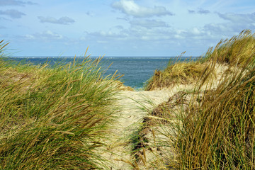 Grassy sand dunes by the sea. A windy day in summer on the island of Sylt, North Frisian Islands,...