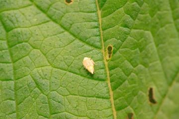 Cicadella viridis on plant