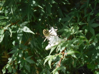 Spider is eating - 食事中の蜘蛛