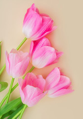A vertical photo of tulips with beautiful pink buds lie on a beige background.