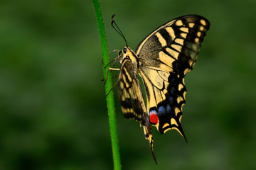 Papilio machaon on green plant